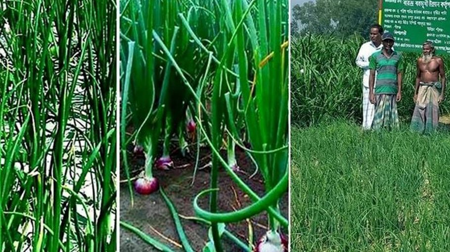 Bumper onion output likely in Rangpur region