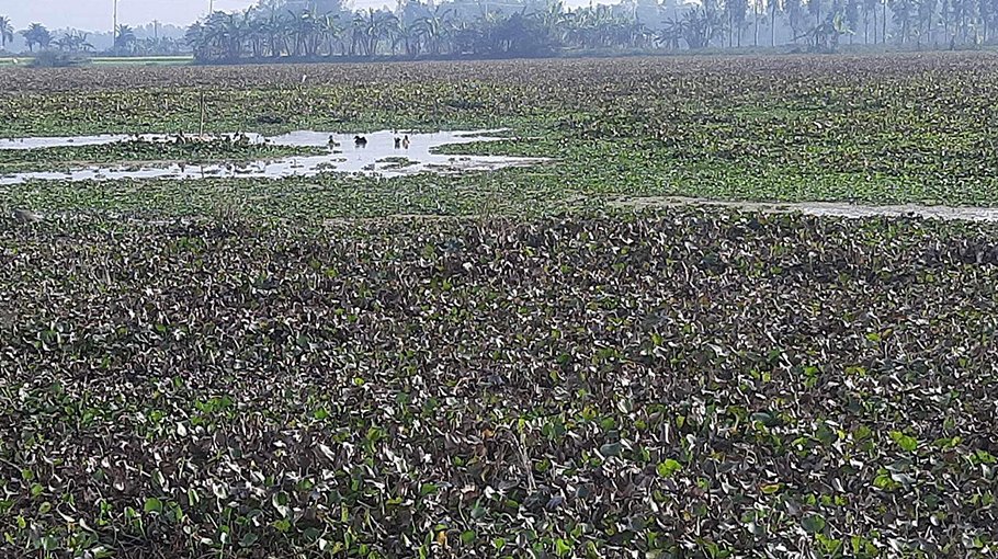 Water-logging leaves over 1,000 acres of land fallow