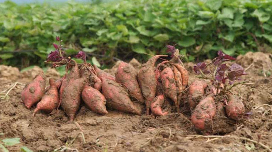 Sweet potato farming gains popularity in Manikganj