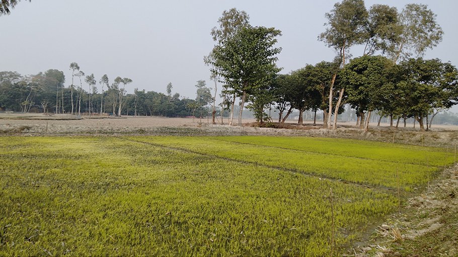 Dense fog damages paddy seedbed, Kurigram farmers seek remedy 