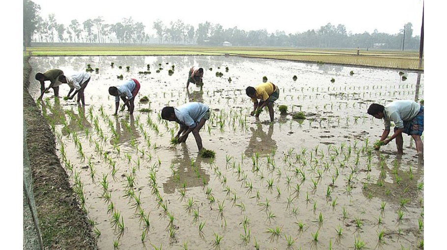 Boro paddy farming progressing fast in Gaibandha