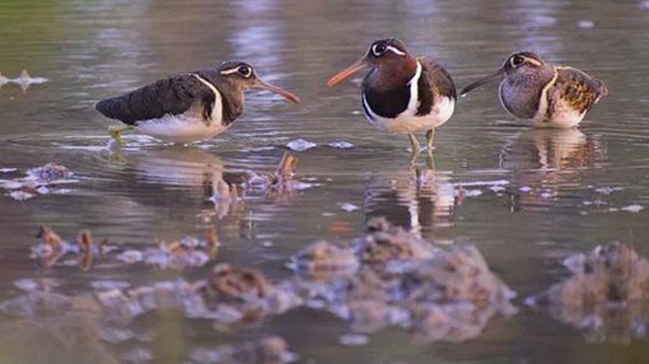 Belgachhi village becomes animal sanctuary in Chuadanga