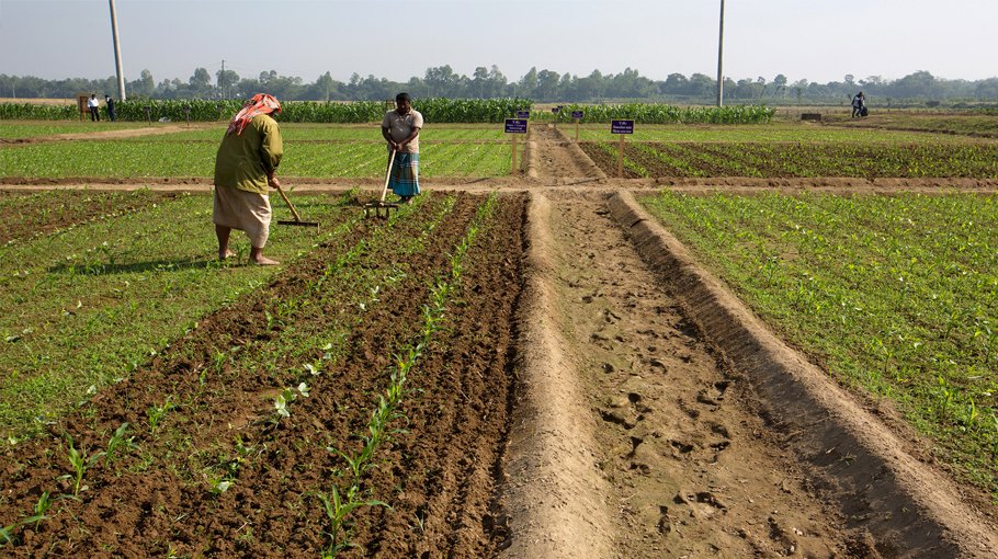 Vast fallow land brought under cultivation in Sylhet