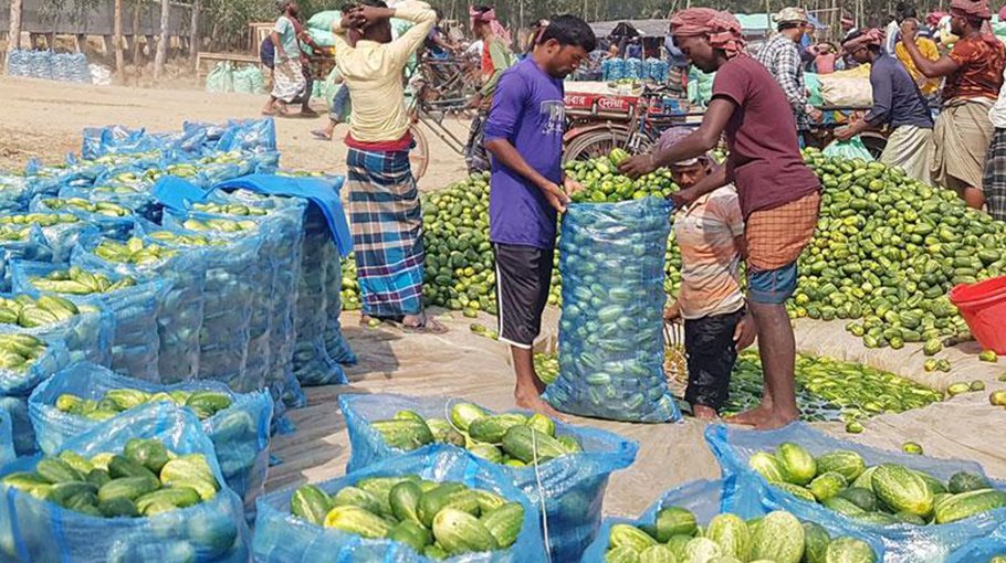 Cucumber cultivation in  Tarash yields high return
