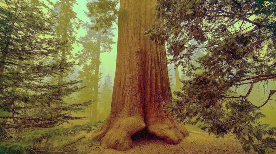 Mother nature has the best climate-fixing technology