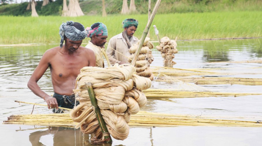 Jute incentive for 18000 farmers allotted  in Jamalpur