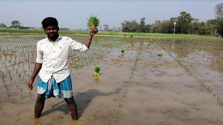Joypurhat farmers busy planting  Boro saplings