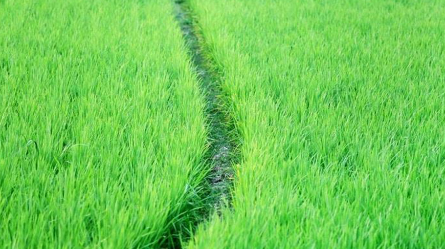 Rice production rises in Khulna region - Bangladesh Post