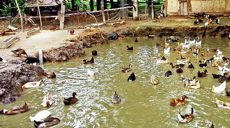 Duck rearing makes many rural women self-reliant in Rajshahi ...