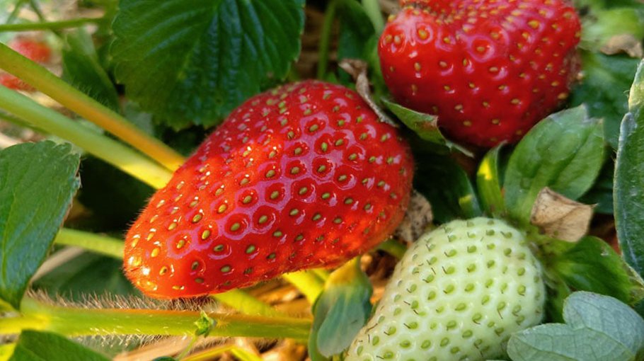 Strawberry farming growing popular in Rajshahi region Bangladesh Post