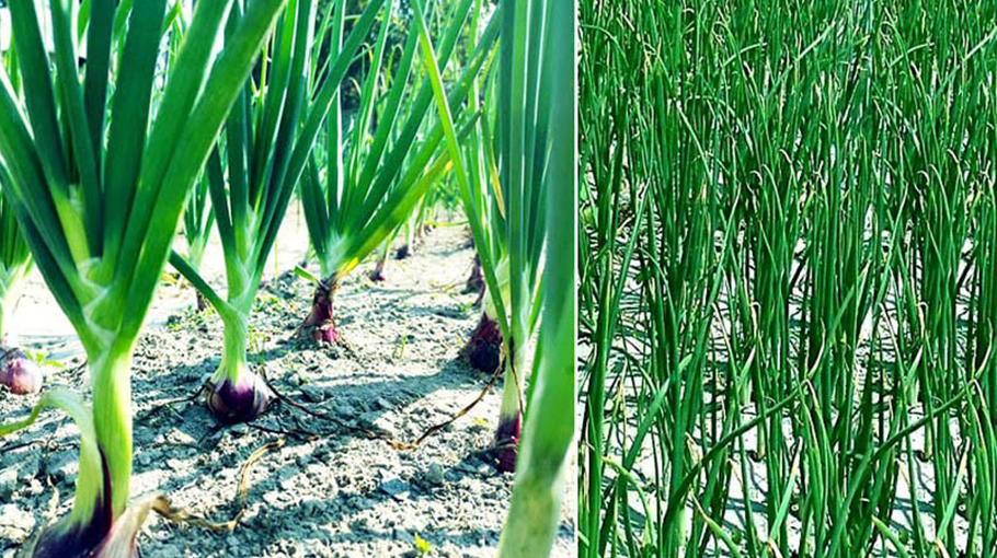 Onion harvesting goes on in full swing in Manikganj - Bangladesh Post