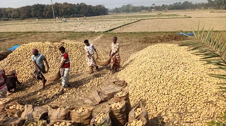 Farmers harvest over 3.4 m tonnes of potato in Rajshahi division