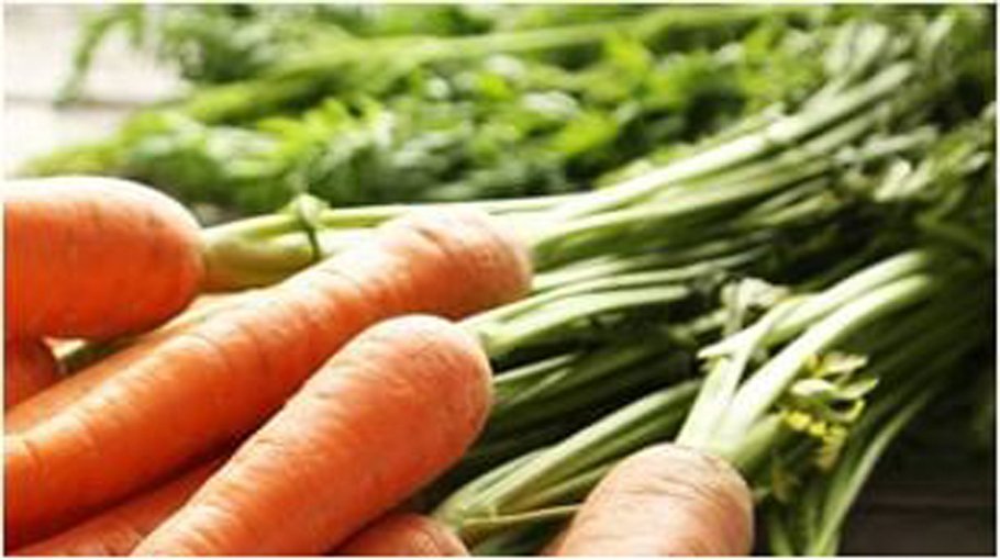 Carrot harvesting goes on in full swing in Manikganj