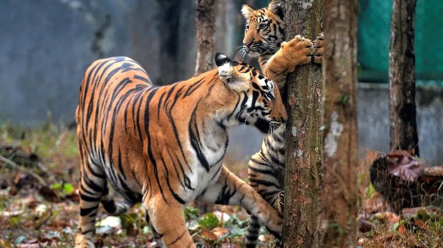 India’s tiger  population rises above 3,000