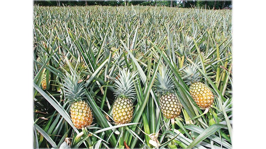 Pineapple farming cheers farmers in Narsingdi Bangladesh Post