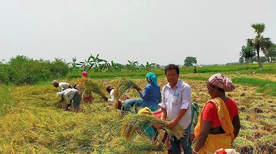 Boro harvesting starts in Rajshahi - Bangladesh Post