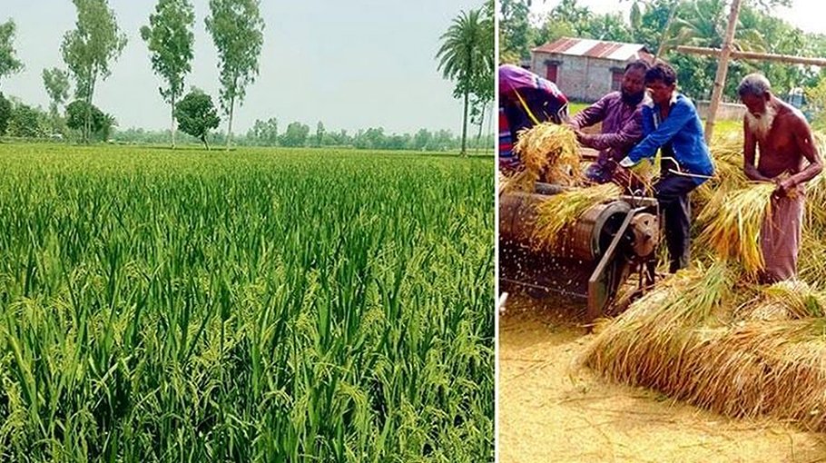 Boro harvesting starts in Rangpur region, farmers eyeing profit