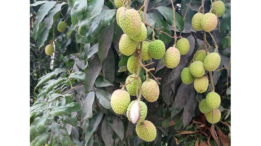 Severe drought impedes litchi farming in Jhenaidah 