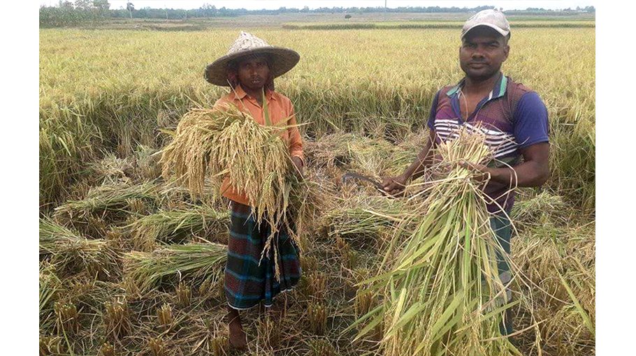 70pc Boro paddy harvested in Haor regions