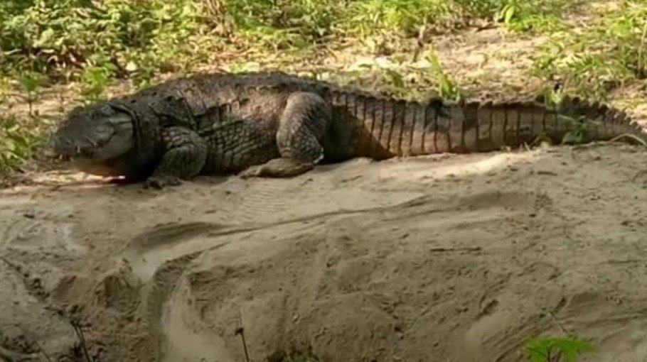 Crocodile at Khan Jahan Ali’s shrine lays eggs 
