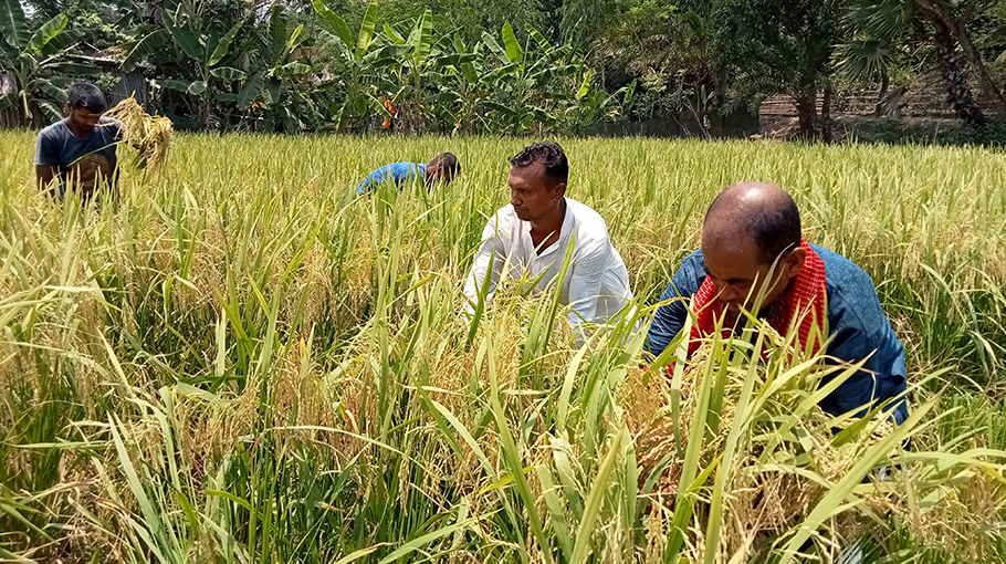 Salinity-tolerant rice cultivation brings cheer to Barguna farmers ...