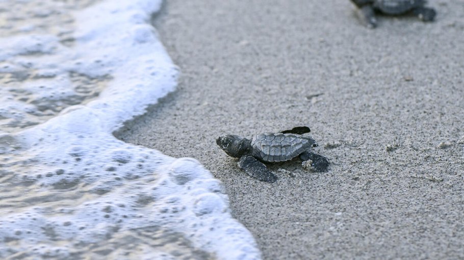 Record sea surface  heat sparks fears of  warming surge