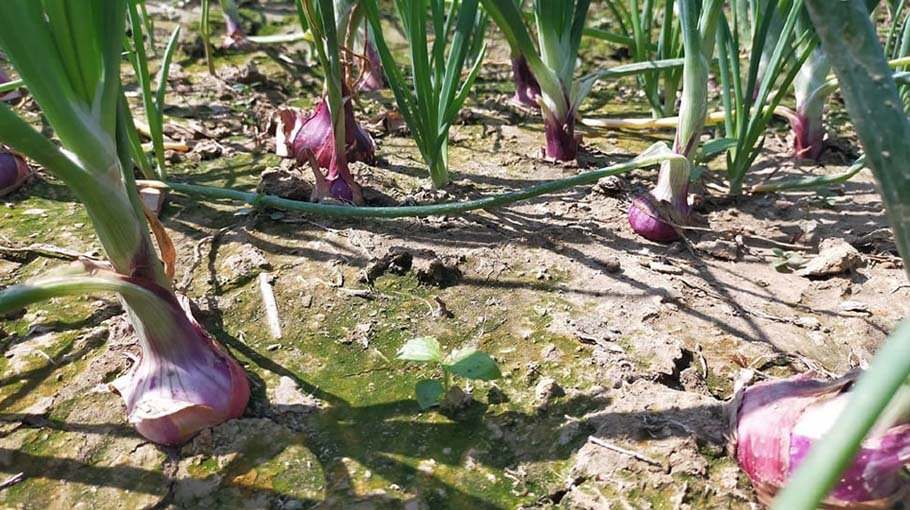 Onion cultivators happy with bumper yield, price in Manikganj