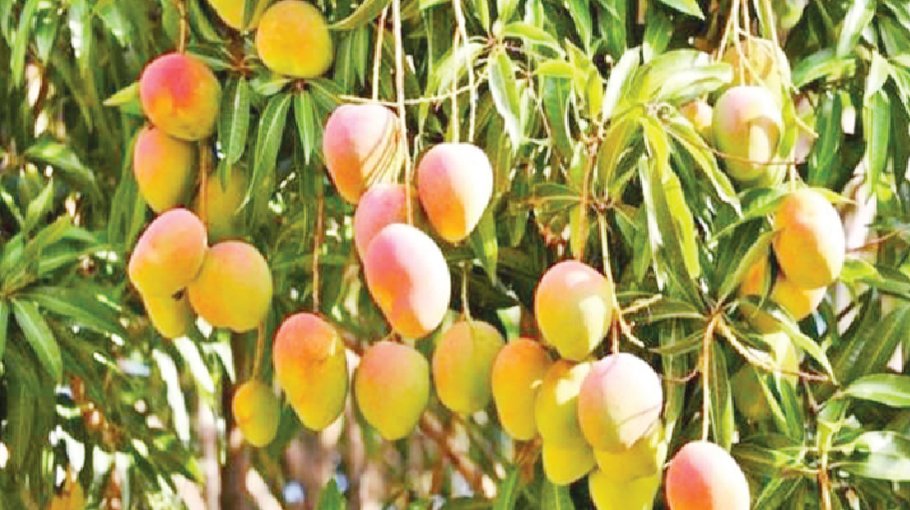 Tk 200-cr mango export from Rajshahi likely