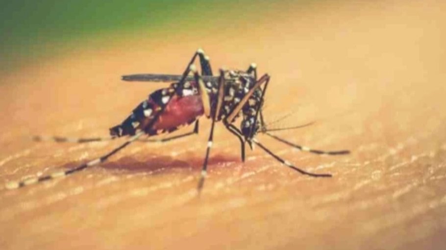 Steady rise in dengue cases