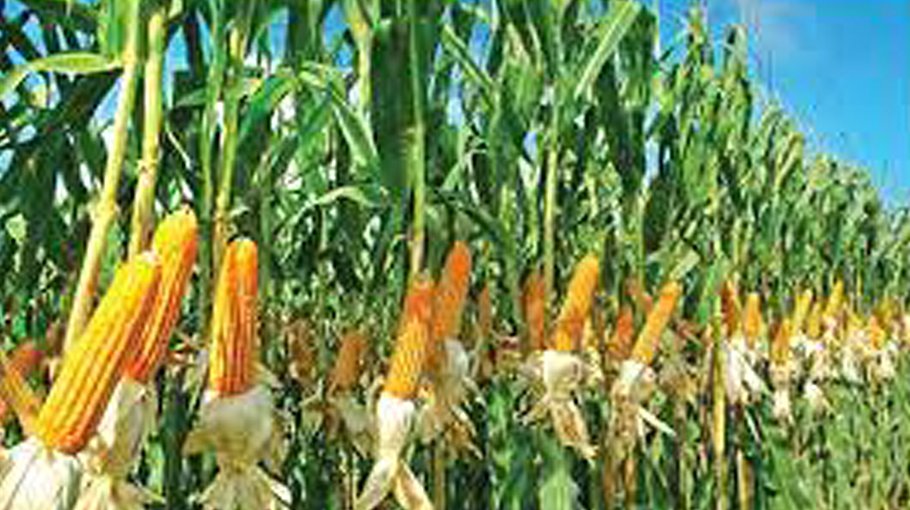 Bumper maize production likely in Manikganj