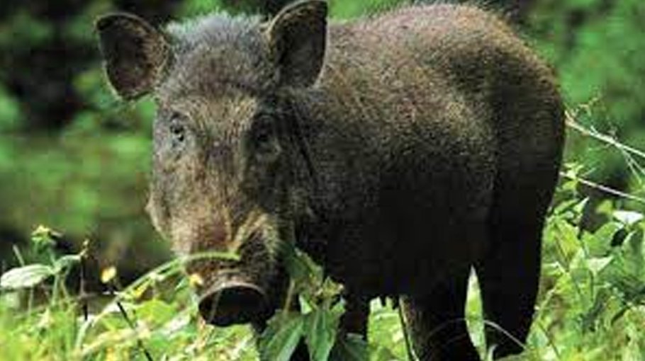 Herds of wild Indian boars damaging crops, attacking farmers