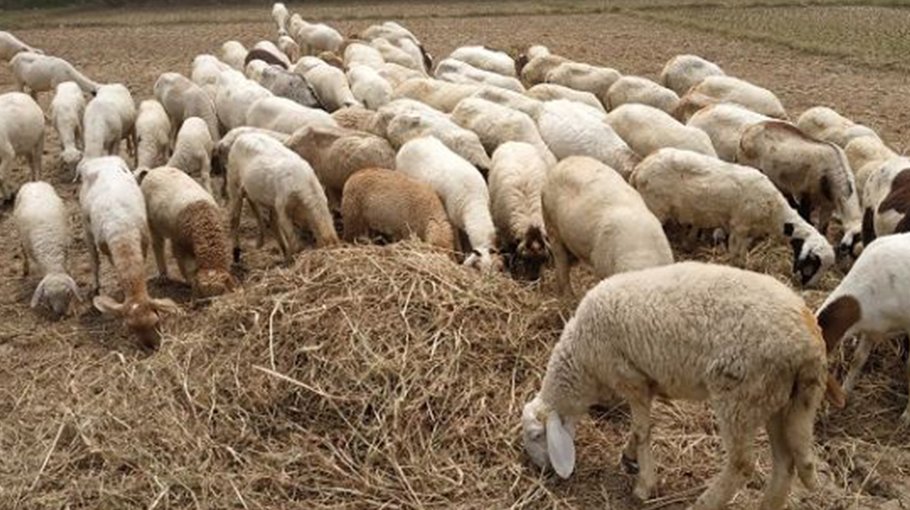 Fortune in Garol sheep for Chuadanga farmers