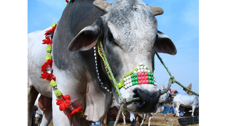 Too many sacrificial animals for eid