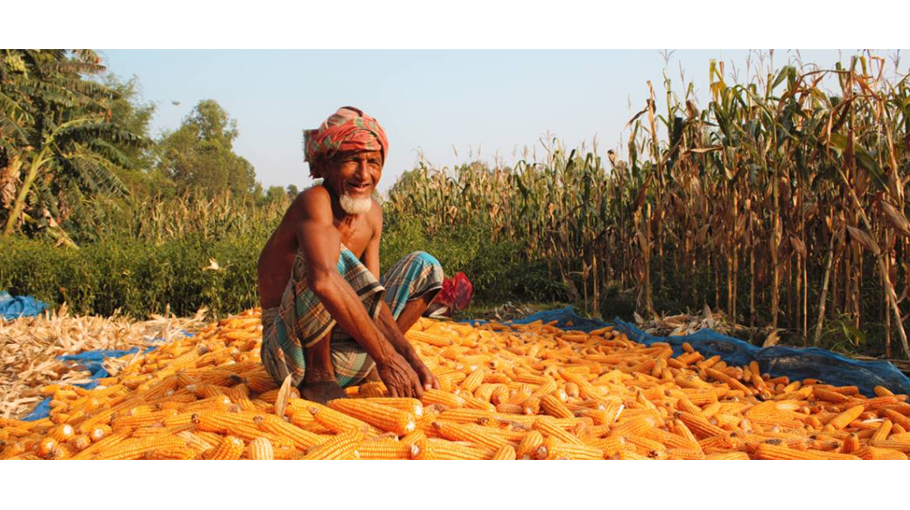 Record maize output cheers Rangpur farmers - Bangladesh Post