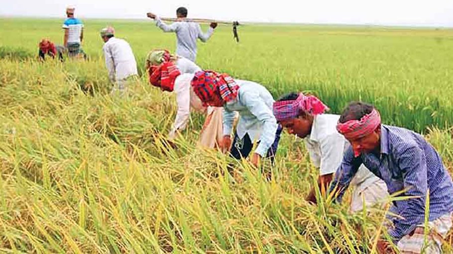 1,050 farmers get incentive  for Aman farming in Cumilla