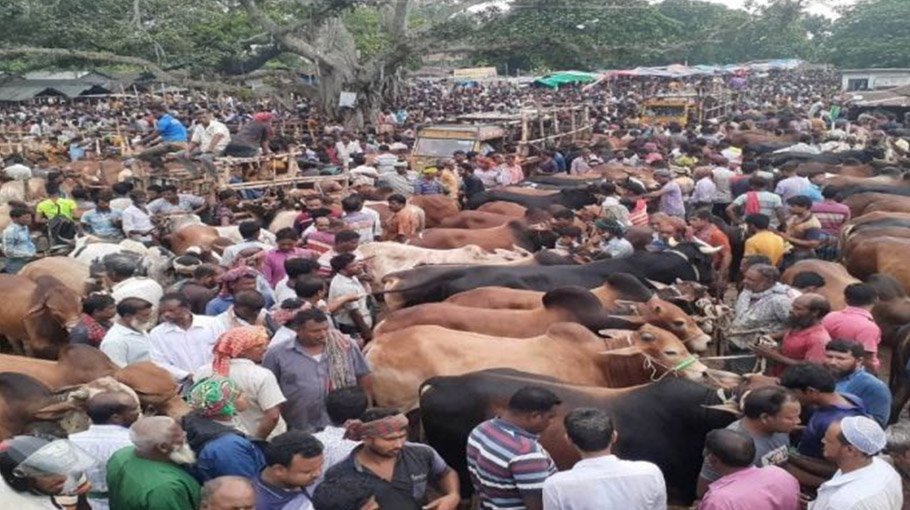 Chuadanga cattle markets abuzz with sellers, buyers
