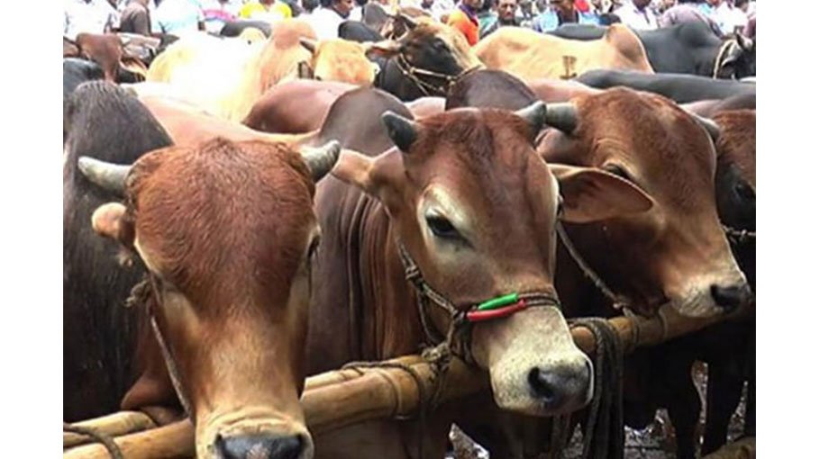 No shortage of sacrificial animals in Rajshahi cattle markets