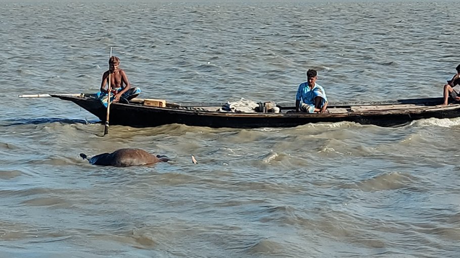Trawler carrying 28 sacrificial cows sinks in Padma