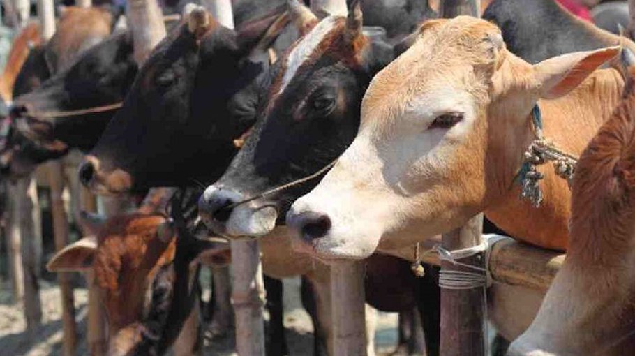 Sale of sacrificial animals begin in city