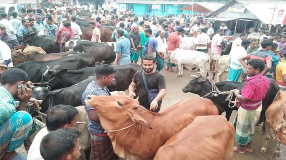 Cattle markets vibrant  in Khulna city