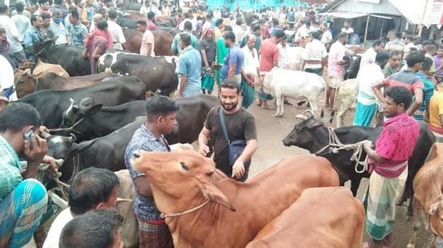 Ctg cattle markets get momentum