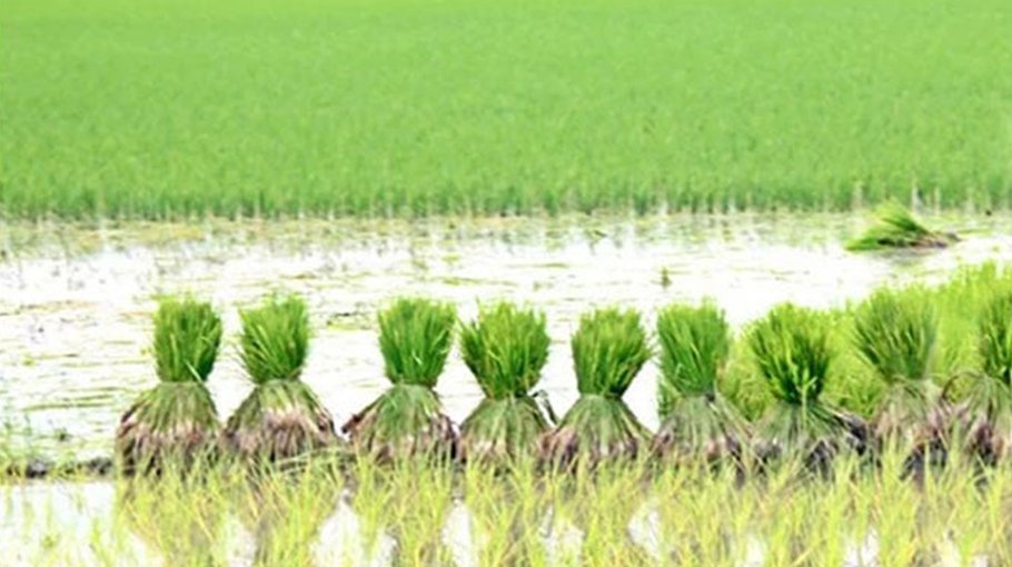 1,935 farmers get incentive for Aman farming in Bhola