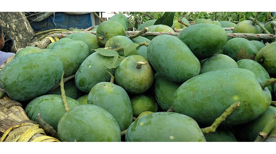 Fazli mango trading gains momentum in Rajshahi