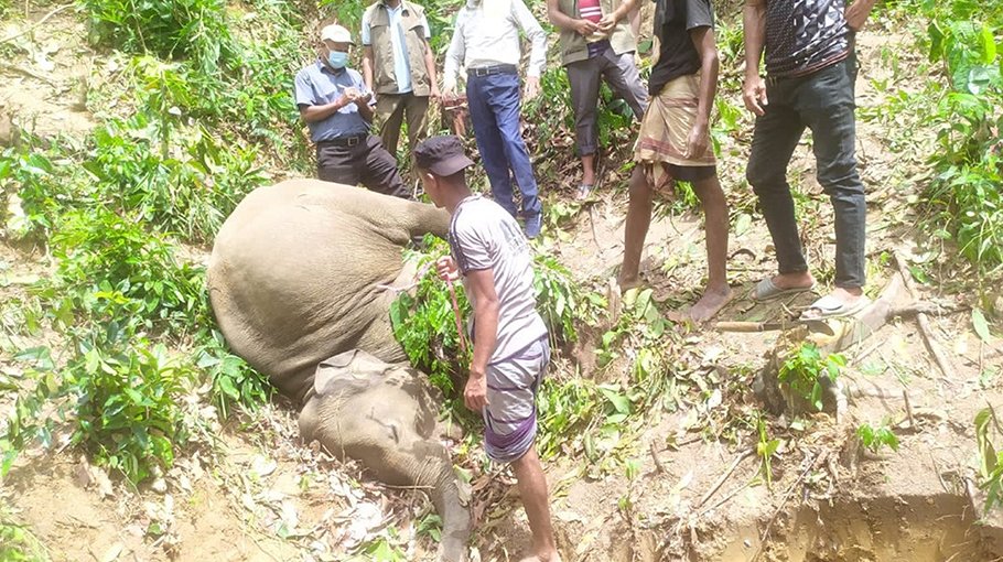 Baby Elephant found dead in Ctg