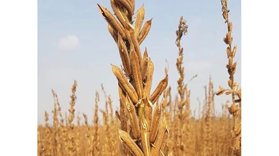 Sesame harvesting goes on in full swing in Manikganj