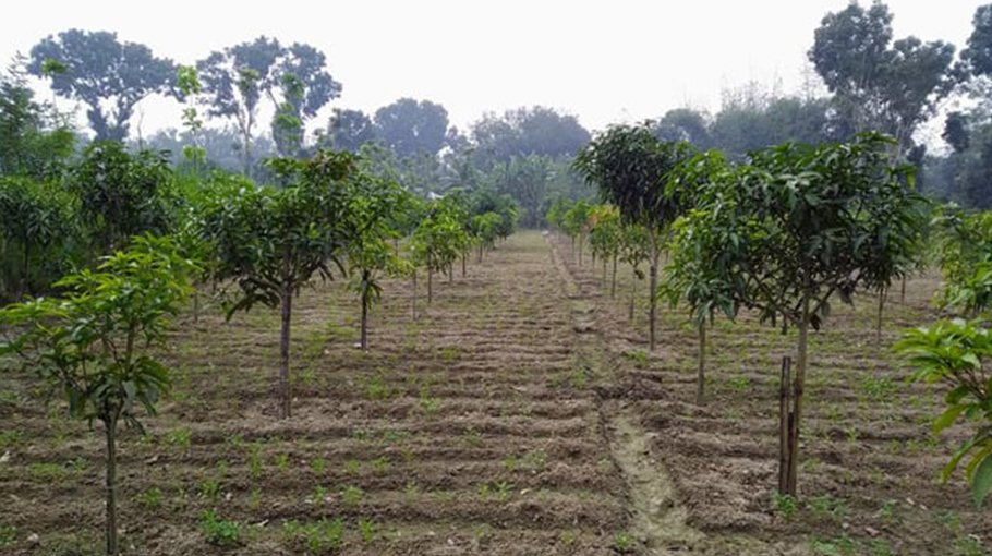 Mango Intercropping becomes  boon for farmers in Rajshahi