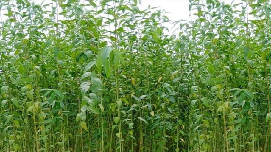 Farmers expect bumper Jute production in Khulna 