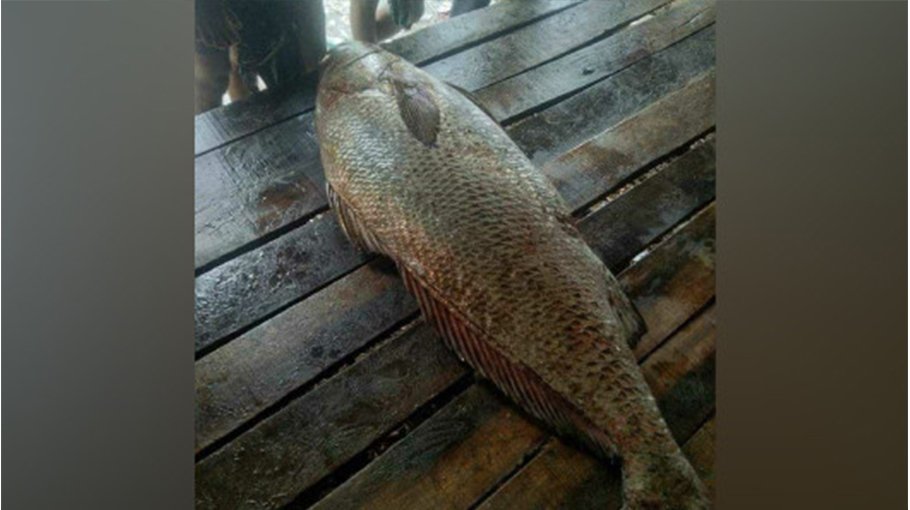 30-kg black grouper fish caught in Cox’s Bazar