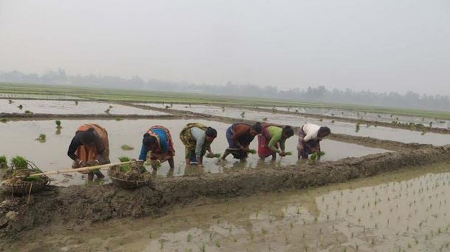 Aman cultivation begins in Panchagarh