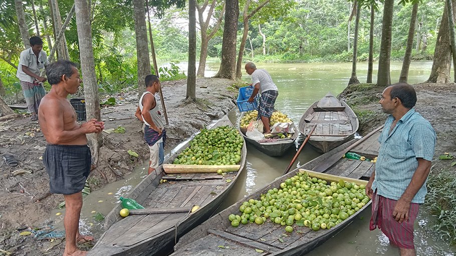 Production fall worries Barisal guava traders